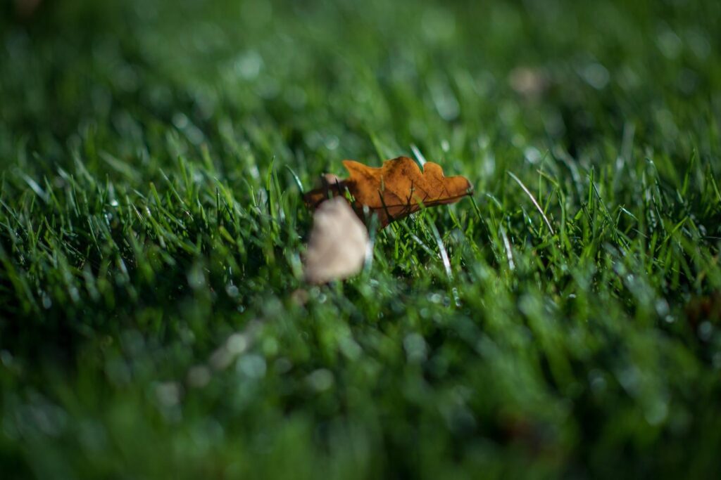 Herfstblad op dicht en groen grasveld