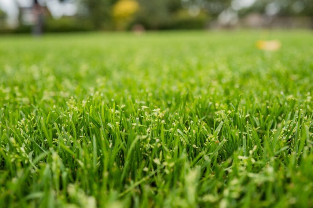 Close-up van vers gazon met nieuwe grasgroei