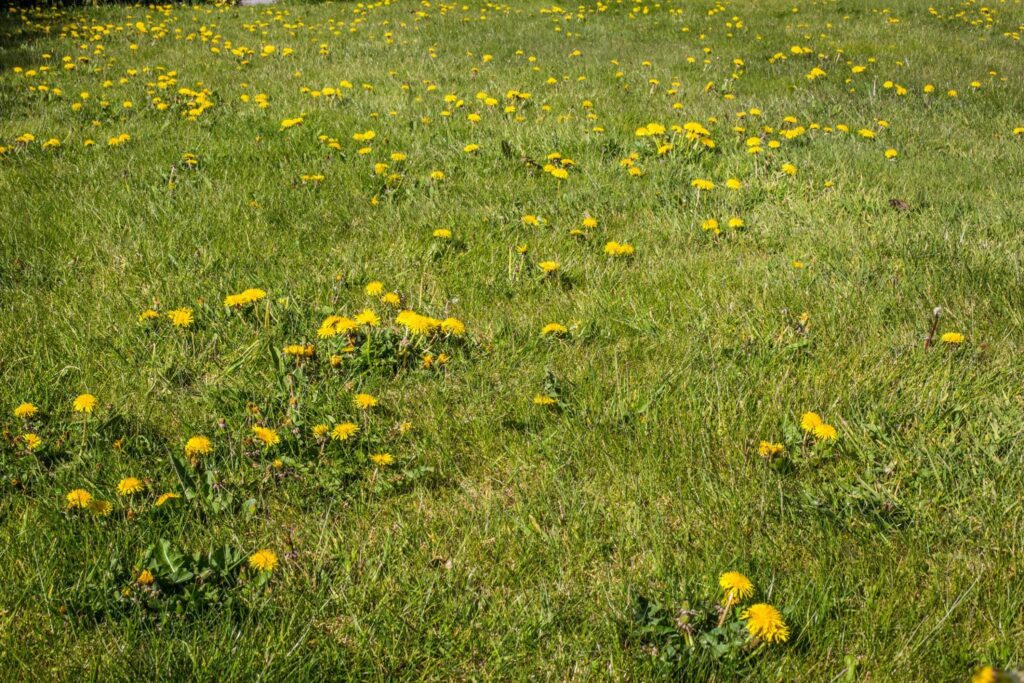 Gazon met enkele paardenbloemen in bloei en uitgebloeid op korte afstand