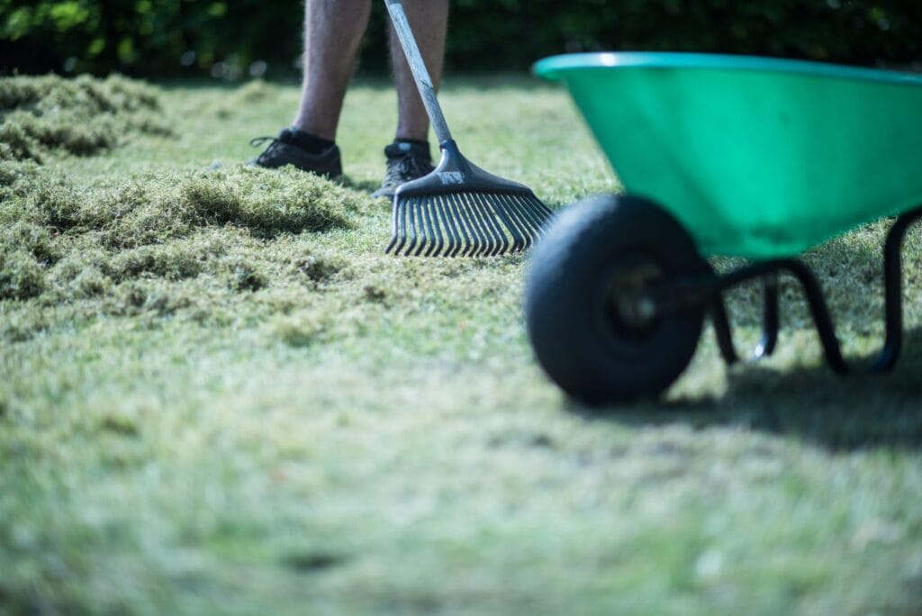 Persoon harkt vilt uit het gazon na het verticuteren