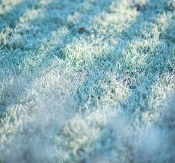 Gazon met rijp – graszoden leggen in de winter