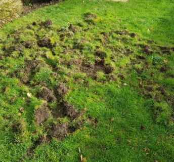 Gazon dat is omgewoeld door vogels of mollen als gevolg van emelten of engerlingen in de grasmat.
