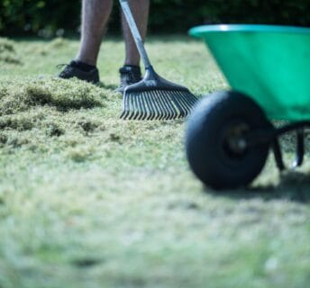 Persoon harkt vilt uit het gazon na het verticuteren