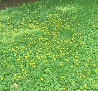 Boterbloem blad in gemaaid gazon tussen gras herkennen