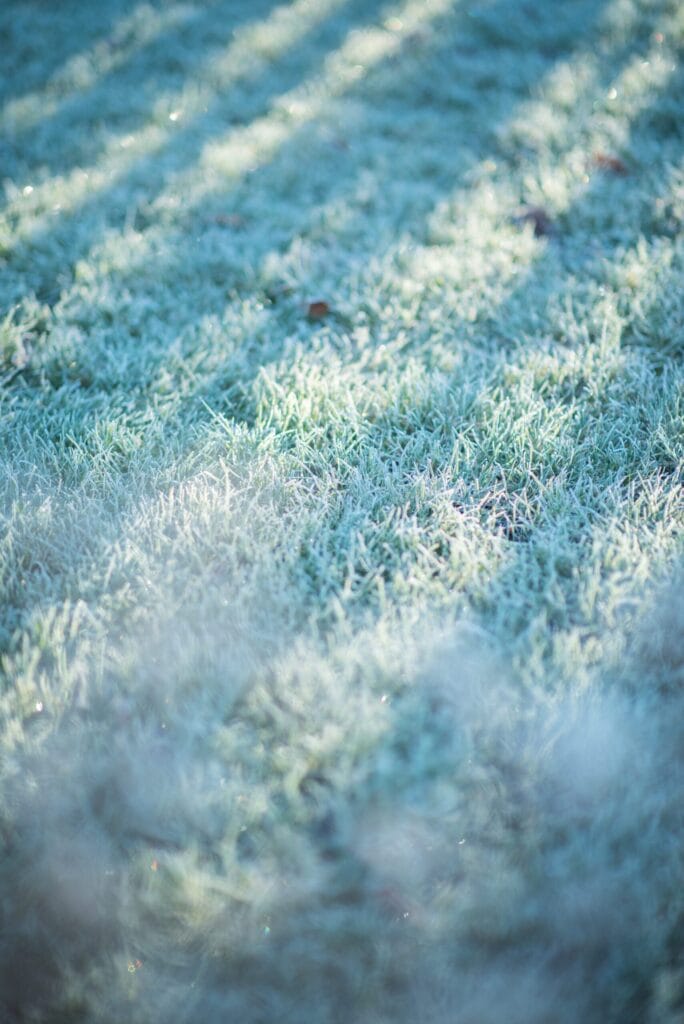 Gazon met rijp - graszoden leggen in de winter