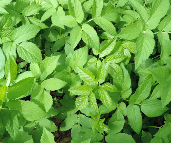 Zevenblad in het gras gazon
