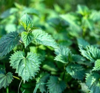 Brandnetels in een gazon