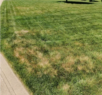 Een gazon aangetast door hittestress, je ziet gele tot bruine verkleuringen