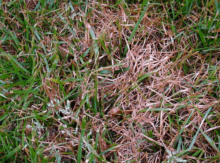 Rood draad schimmel in een gazon met bruine plekken in het gras