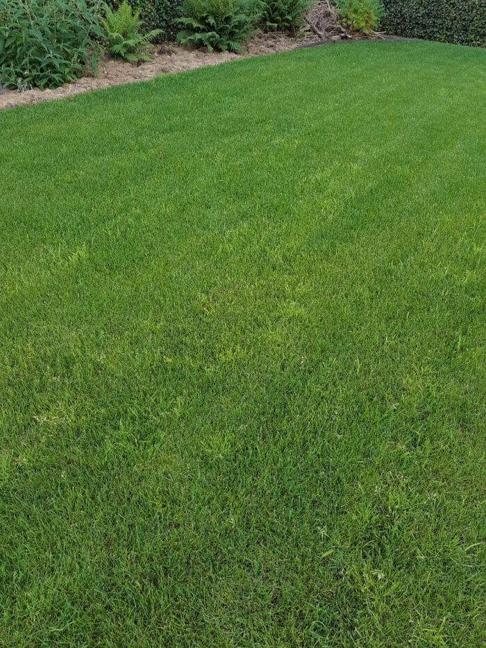 Straatgras valt erg op in een grasveld